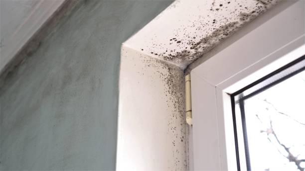 Best Toxic Mold Removal  in Cecil Bishop, PA