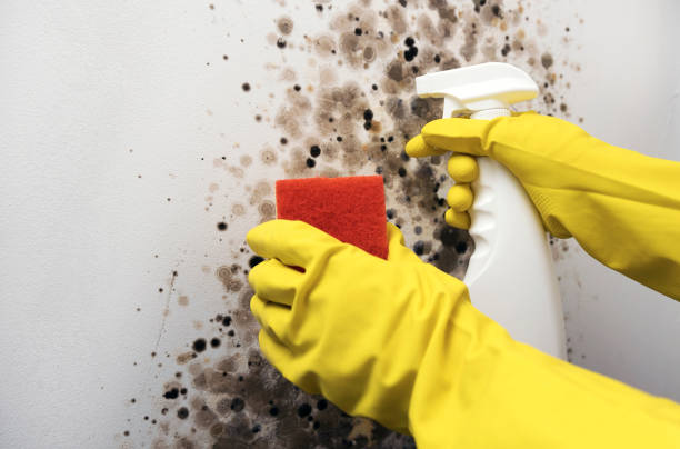 Best Home Mold Removal  in Cecil Bishop, PA