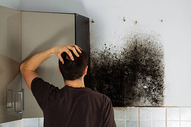 Best Mold Testing  in Cecil Bishop, PA